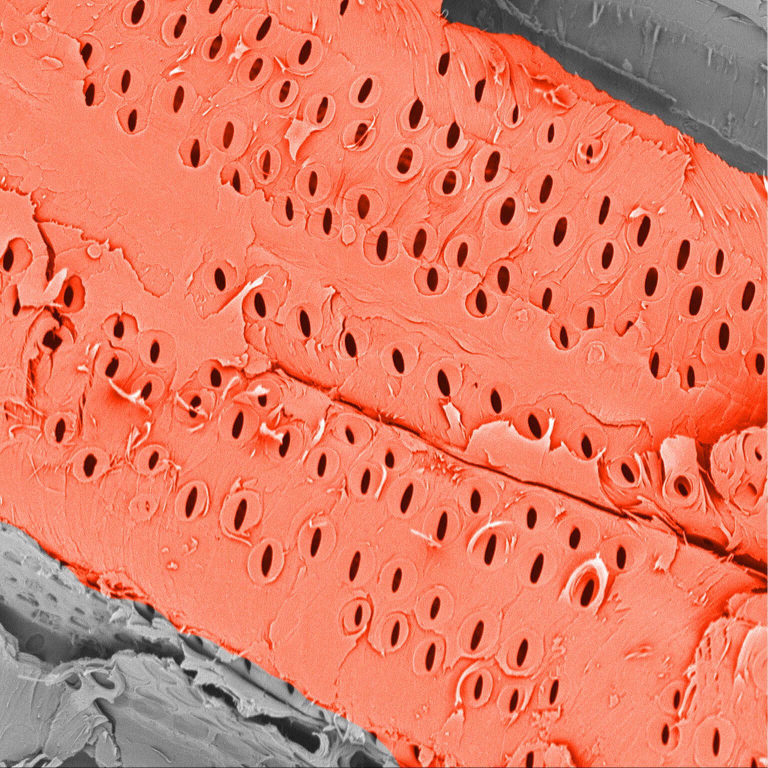 Spruce Wood strucTEM eu